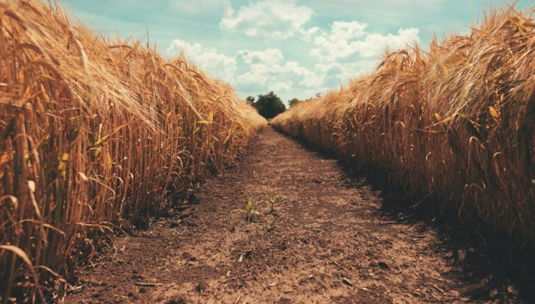 THE SOWER — PART 6